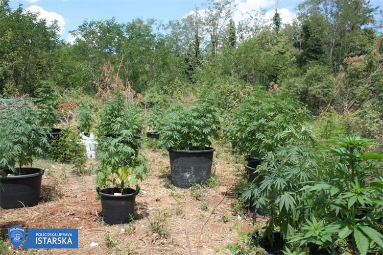 FOTO: U Istri pronađena velika plantaža marihuane, uhićen 24-godišnji vlasnik unosnog biznisa!